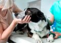 Perro blanco y negro sobre la mesa de una clínica veterinaria, atendido por su dueña y una veterinaria, ejemplo de gasto veterinario para la Renta 2024