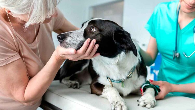 Perro blanco y negro sobre la mesa de una clínica veterinaria, atendido por su dueña y una veterinaria, ejemplo de gasto veterinario para la Renta 2024