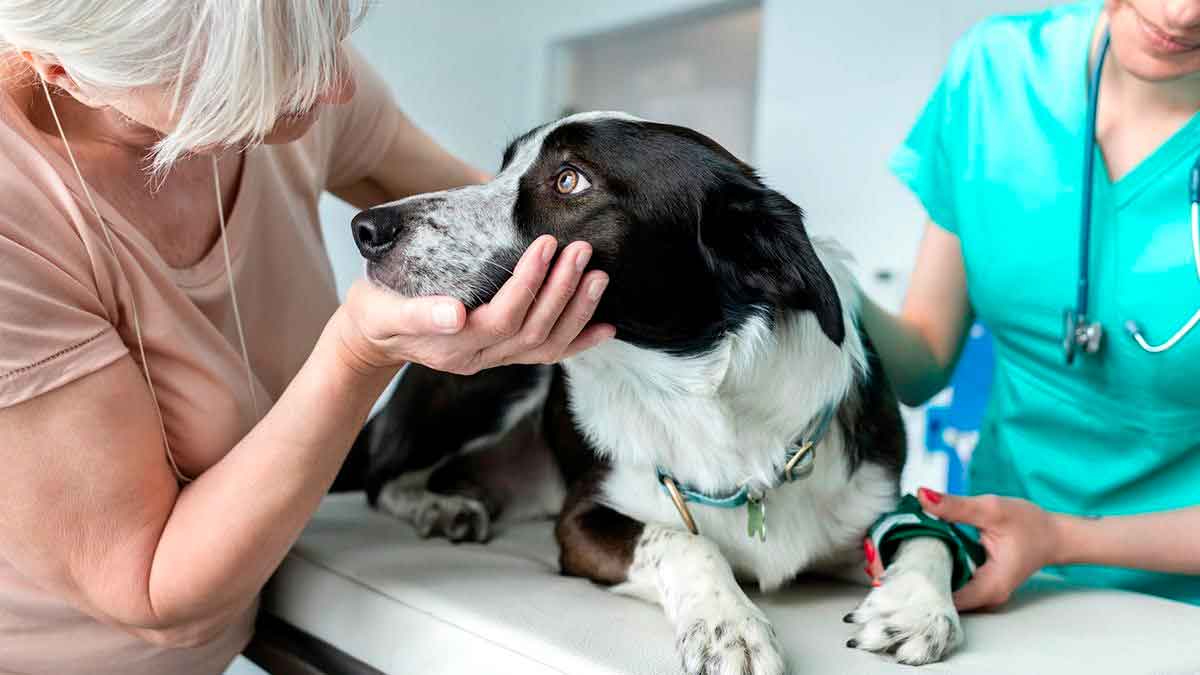 Perro blanco y negro sobre la mesa de una clínica veterinaria, atendido por su dueña y una veterinaria, ejemplo de gasto veterinario para la Renta 2024