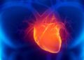 Ilustración 3D de un corazón humano, estudio de Harvard sobre prevención de enfermedades cardíacas