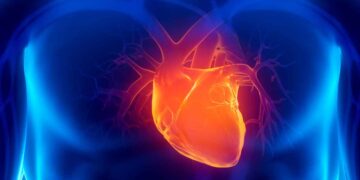 Ilustración 3D de un corazón humano, estudio de Harvard sobre prevención de enfermedades cardíacas