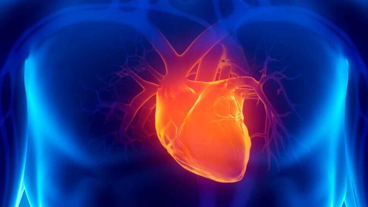 Ilustración 3D de un corazón humano, estudio de Harvard sobre prevención de enfermedades cardíacas
