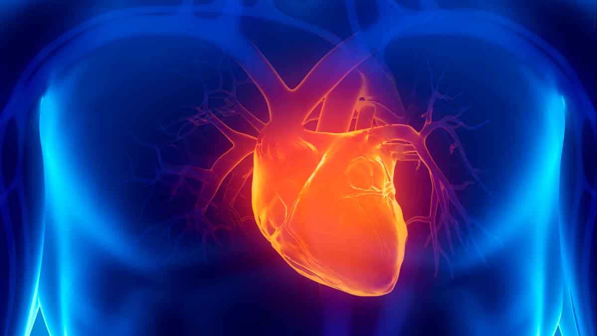 Ilustración 3D de un corazón humano, estudio de Harvard sobre prevención de enfermedades cardíacas