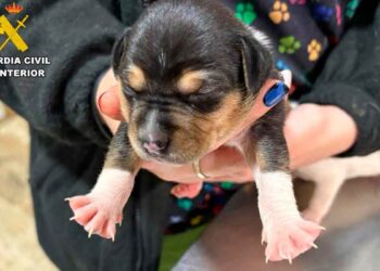 Cachorro en manos de un agente de la Guardia Civil que advierte sobre el peligro de la oruga procesionaria para los perros en España