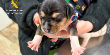 Cachorro en manos de un agente de la Guardia Civil que advierte sobre el peligro de la oruga procesionaria para los perros en España