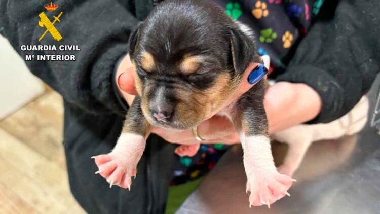Cachorro en manos de un agente de la Guardia Civil que advierte sobre el peligro de la oruga procesionaria para los perros en España