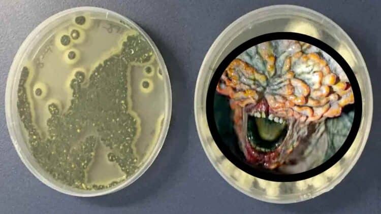 Avisan peligros hongo Aspergillus.