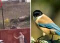 Vecinos de Linares desconcertados por ataques de pájaros.
