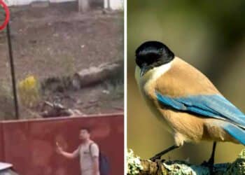 Vecinos de Linares desconcertados por ataques de pájaros.