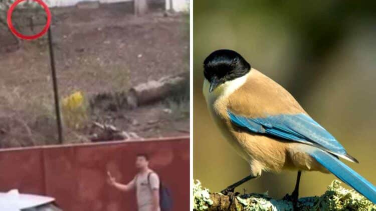 Vecinos de Linares desconcertados por ataques de pájaros.