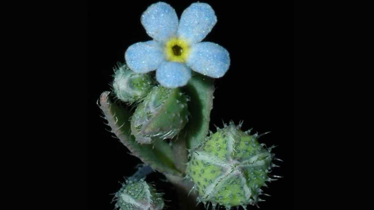 Botánicos relocalizan a nomevés, una planta a la que creían extinta.