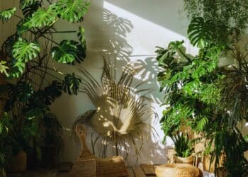 Conoce cuáles son las mejores plantas de interior que puedes tener en casa.