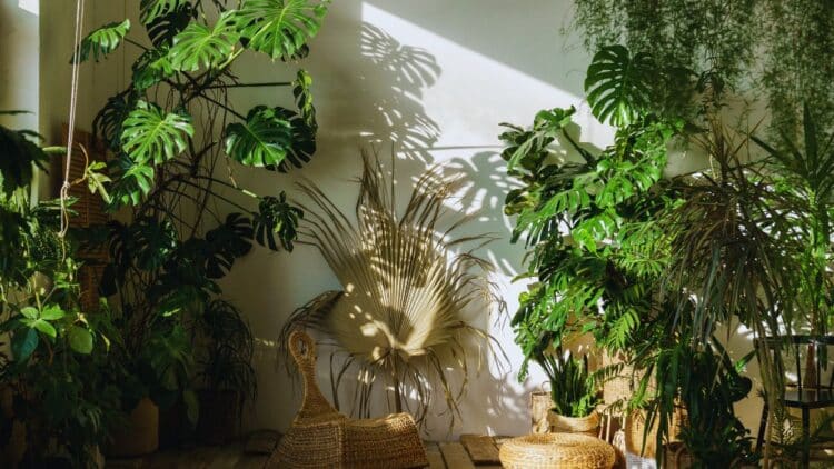 Conoce cuáles son las mejores plantas de interior que puedes tener en casa.