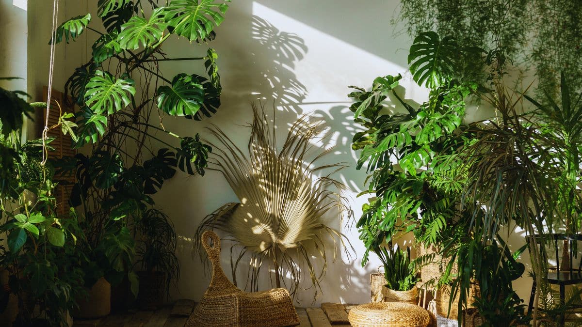 Conoce cuáles son las mejores plantas de interior que puedes tener en casa.