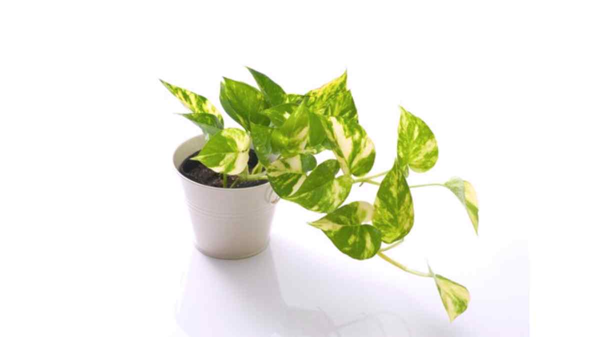 El poto es una de las plantas de interior que resulta más fácil de cuidar.