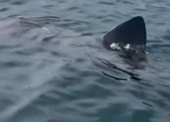 Una empresa ha descubierto a un tiburón peregrino nadando por Marbella.