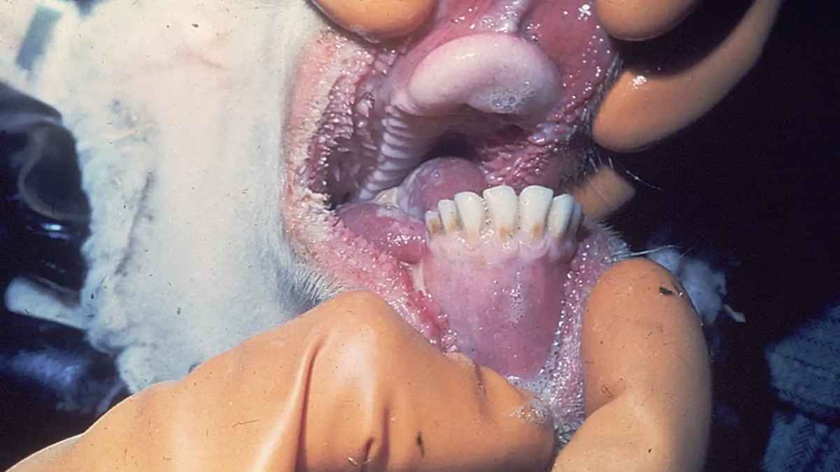 primer caso lengua azul serotipo 3 en oveja de Cártama (Málaga) 2025