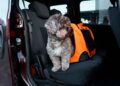 Perro sentado junto a un transportín naranja asegurado en el asiento trasero, ilustrando la sujeción recomendada por la DGT