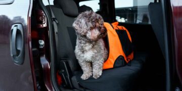 Perro sentado junto a un transportín naranja asegurado en el asiento trasero, ilustrando la sujeción recomendada por la DGT