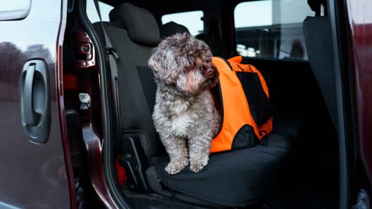 Perro sentado junto a un transportín naranja asegurado en el asiento trasero, ilustrando la sujeción recomendada por la DGT