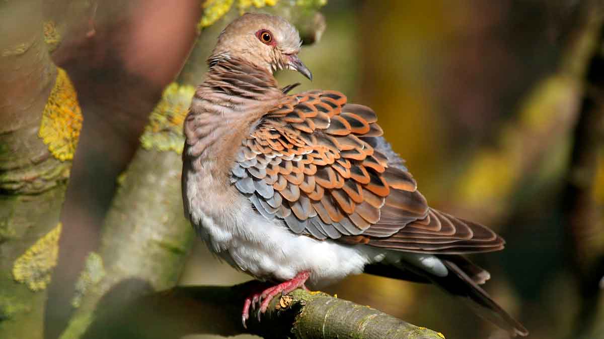 Tórtola europea sobre rama en bosque andaluz, especie autorizada para caza temporada 2025 ‑ 2026