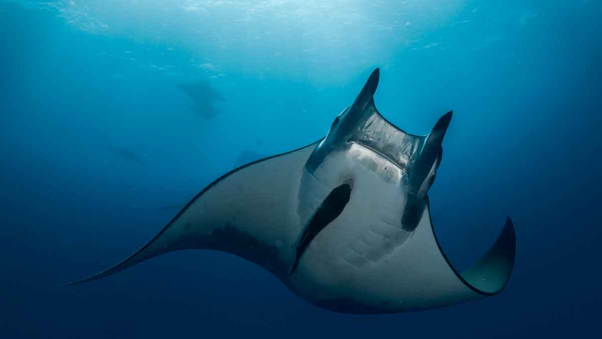 Mantarraya Mobula mobular nadando en aguas profundas del Mediterráneo, conocida como el 'diablo del mar', en peligro de extinción