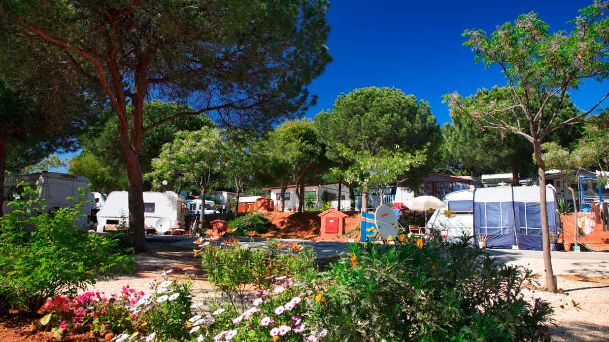 Caravanas y parcelas bajo pinos en un camping económico de la Costa del Sol ideal para vacaciones de verano