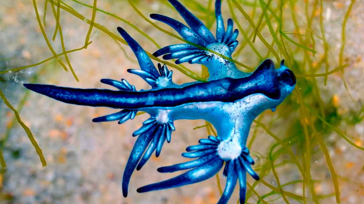 Dragón azul (Glaucus atlanticus) flotando entre algas en aguas poco profundas, posible riesgo de dolorosa picadura en las playas andaluzas