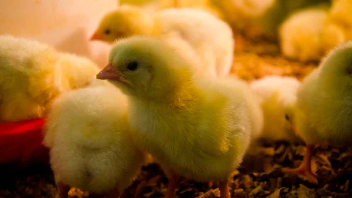 Pollitos recién nacidos en una granja avícola esperando el proceso de sexado