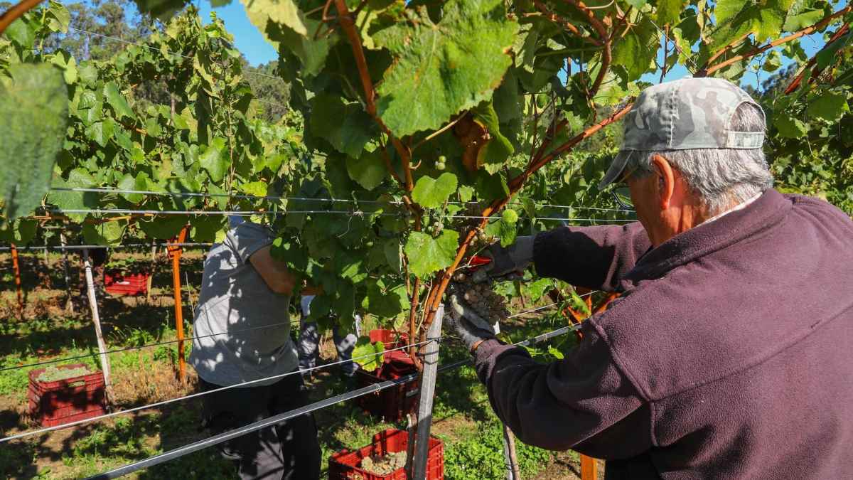 Jubilado italiano cosecha uvas en la vendimia, trabajo ocasional que le costó un año de pensión.