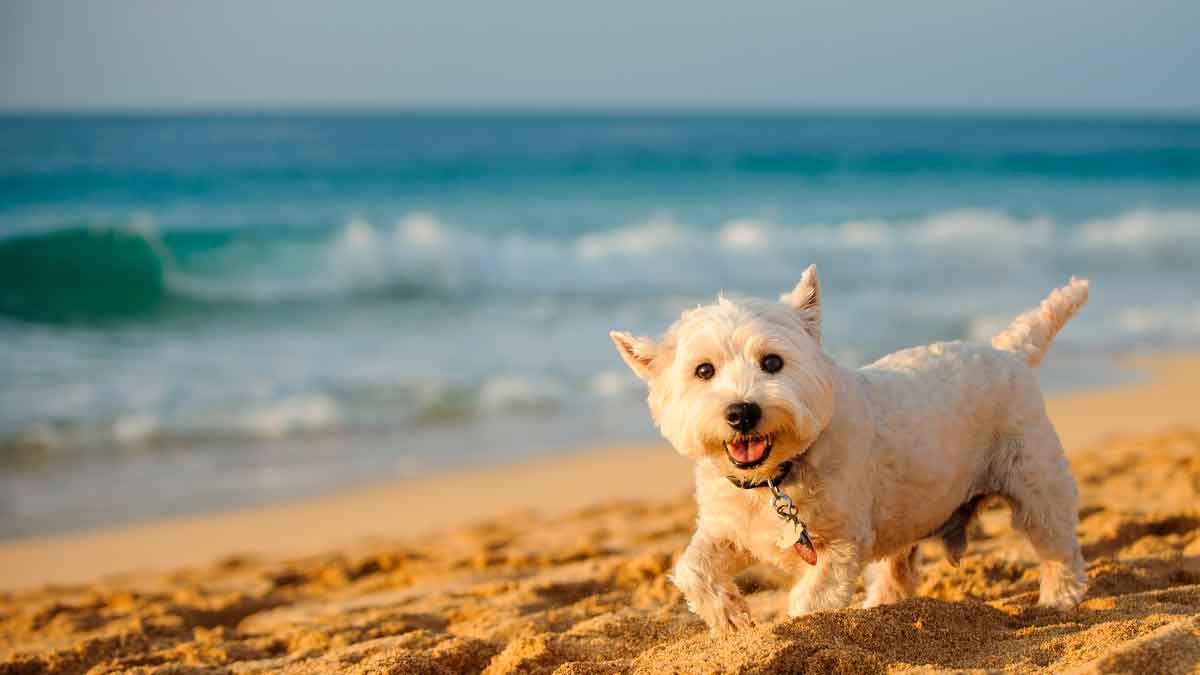 Perro blanco feliz paseando en la arena de una playa de Andalucía apta para perros en verano 2025