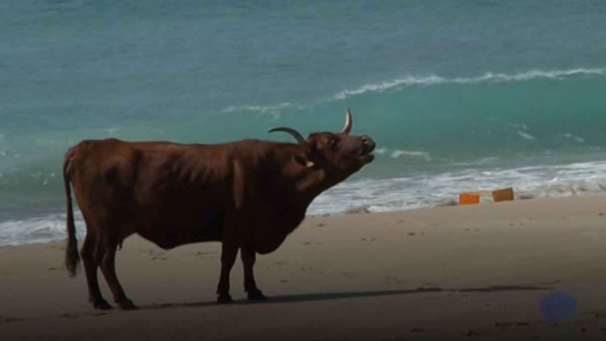 vaca retinta en la orilla de la playa andaluza de Zahara de los Atunes.