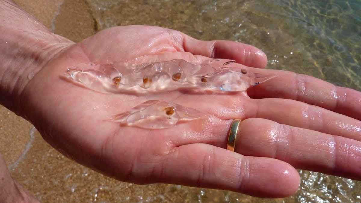 Salpas transparentes sobre la mano de un bañista en la orilla, fácilmente confundibles con medusas pero inofensivas
