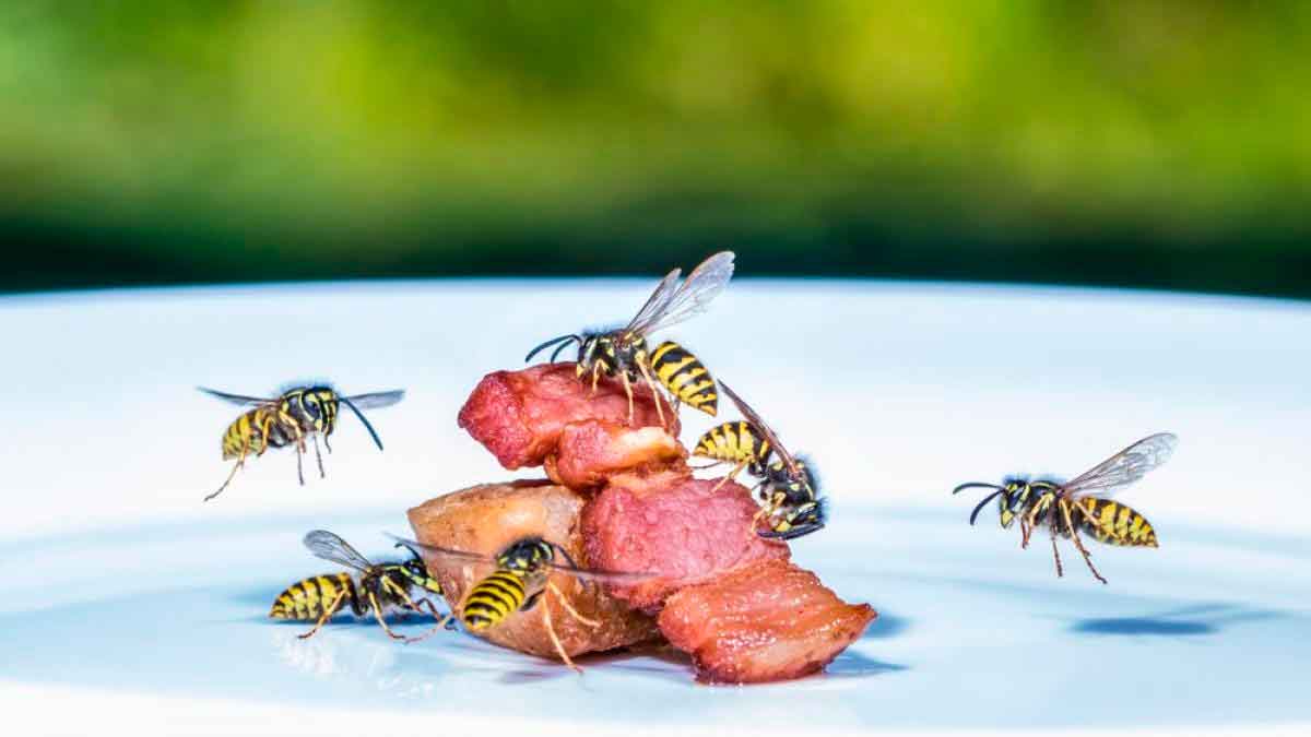 Avispas sobre comida en un plato al aire libre en verano
