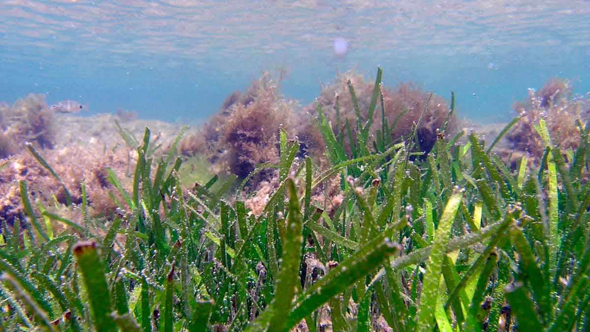 Pradera marina de seba (Cymodocea nodosa) en la bahía de Cádiz; estudio alerta del impacto de las cremas solares