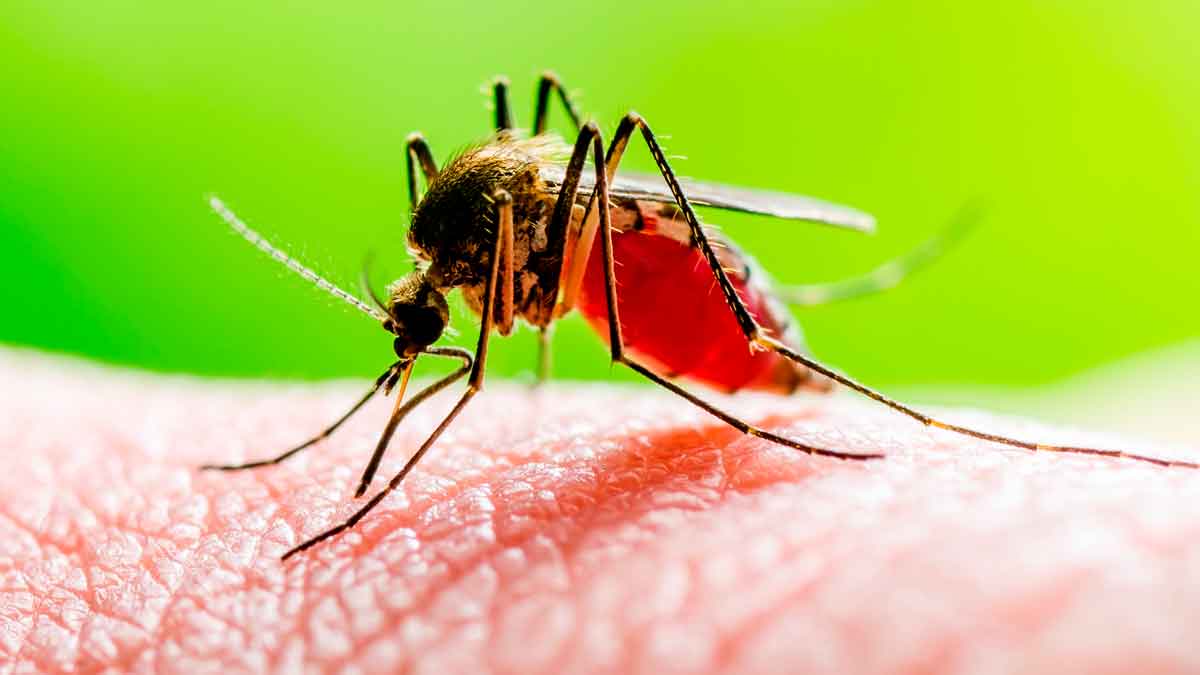 Mosquito picando en verano, problema que resuelve el aparato antimosquitos de AliExpress