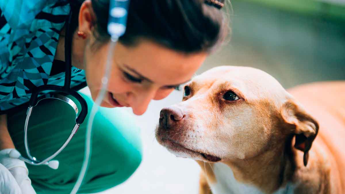 Veterinaria atendiendo a un perro en consulta como ejemplo de gastos veterinarios deducibles en la renta en Andalucía