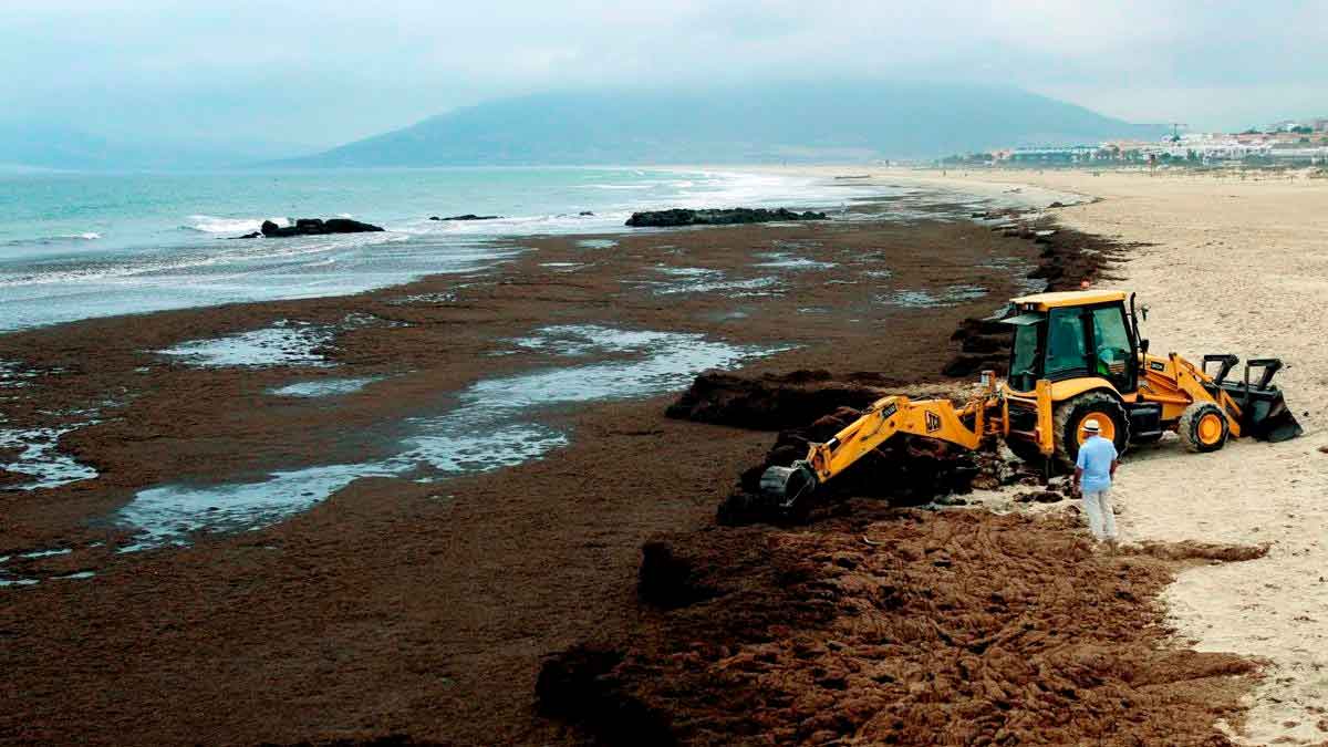Retroexcavadora retirando alga asiática en la playa de Cádiz, invasión de 60 toneladas diarias en el litoral