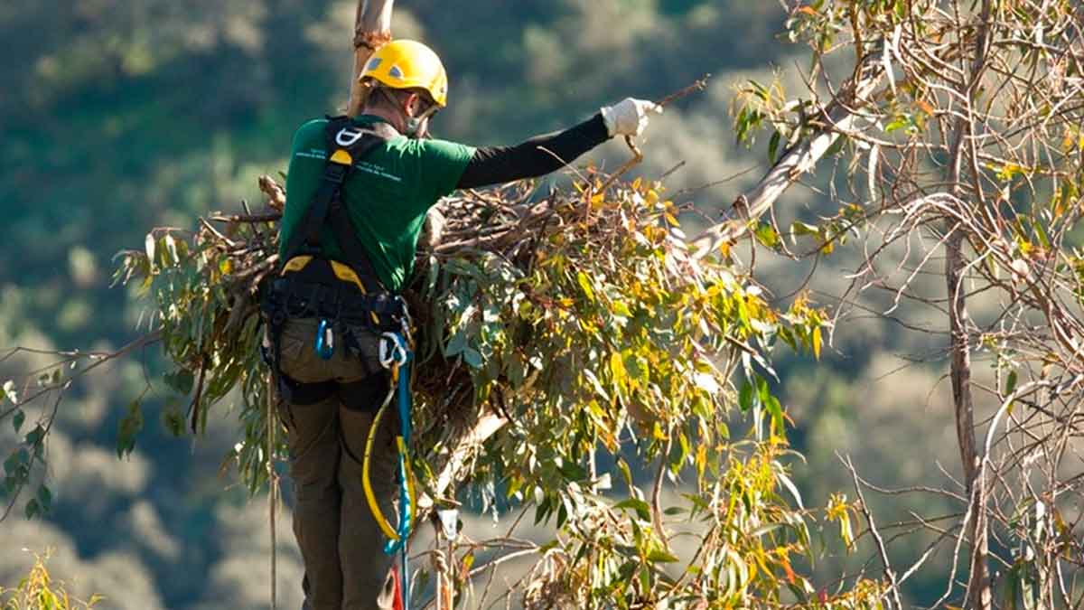 Técnico instala nido artificial para reforzar la reproducción del águila imperial en Andalucía