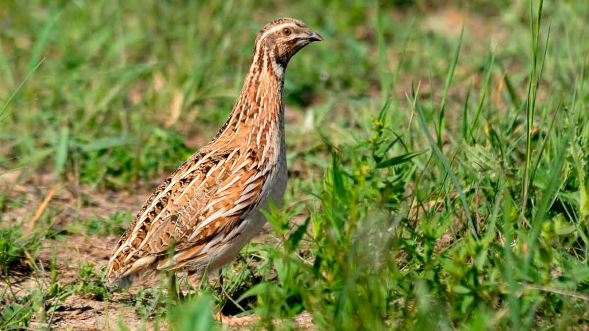 Codorniz en el campo durante la media veda en España