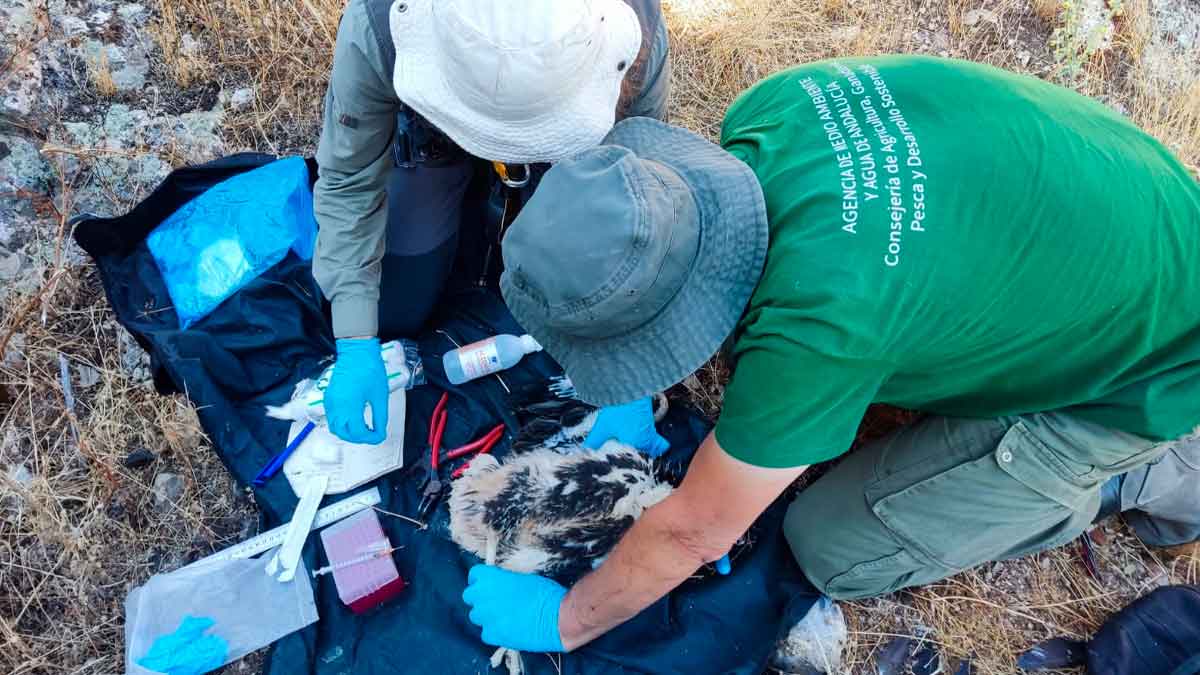 Personal de la Agencia de Medio Ambiente y Agua de Andalucía trabajando en formación práctica con un ave en el campo