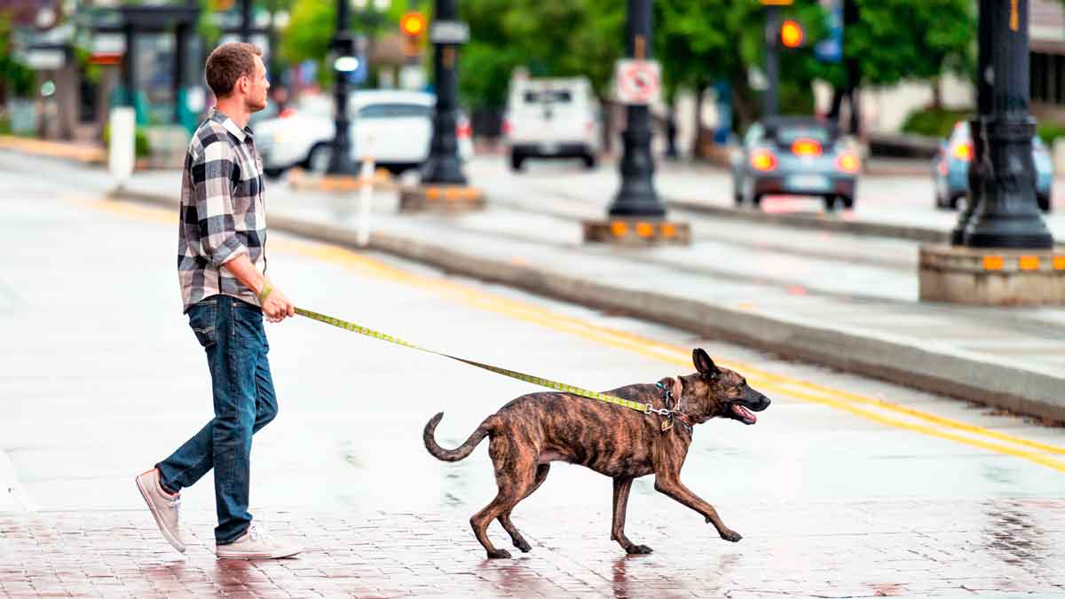 Hombre paseando a su perro por la calle en horario laboral