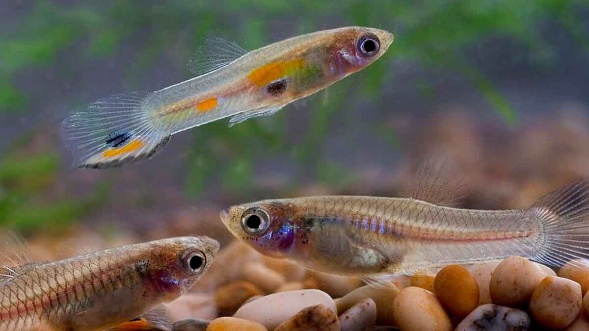 Peces larvívoros utilizados por investigadores andaluces para combatir mosquitos y prevenir enfermedades como dengue, malaria o Zika