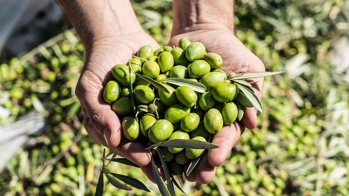 Manos sosteniendo aceitunas verdes recién recolectadas en el campo de olivar en Andalucía campaña 2025 2026