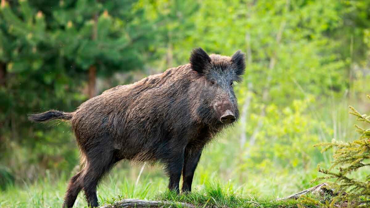 Jabalí en un bosque andaluz durante la temporada de caza mayor 2025