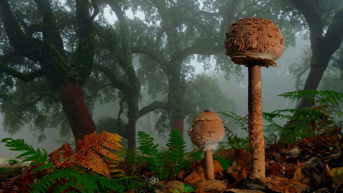 Hongos y helechos en el Parque Natural de Los Alcornocales la selva virgen andaluza y único bosque subtropical de Europa
