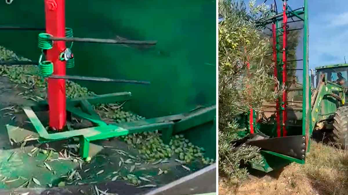 Máquina La Tomasenka vareando olivos y recogiendo aceitunas desde el tractor en un olivar