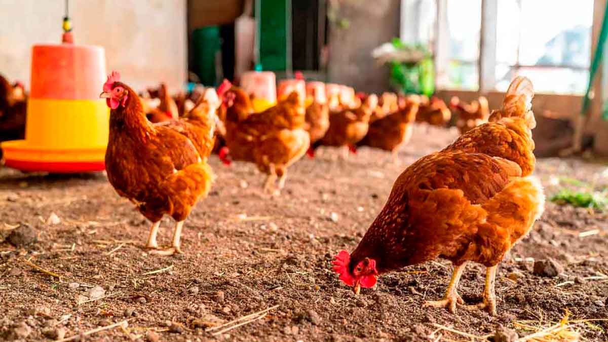 Gallinas de corral en una explotación afectada por las nuevas restricciones por gripe aviar en Andalucía