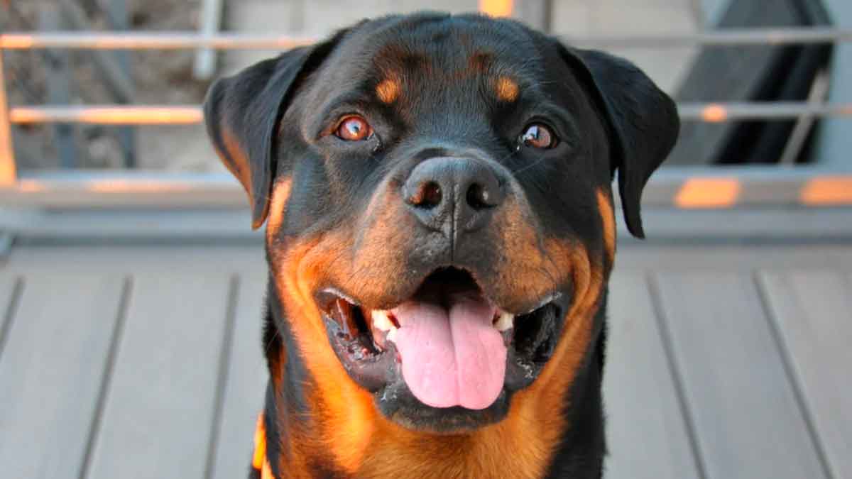 Perro de gran tamaño en zona común, relacionado con el uso obligatorio de bozal según la Ley de Propiedad Horizontal