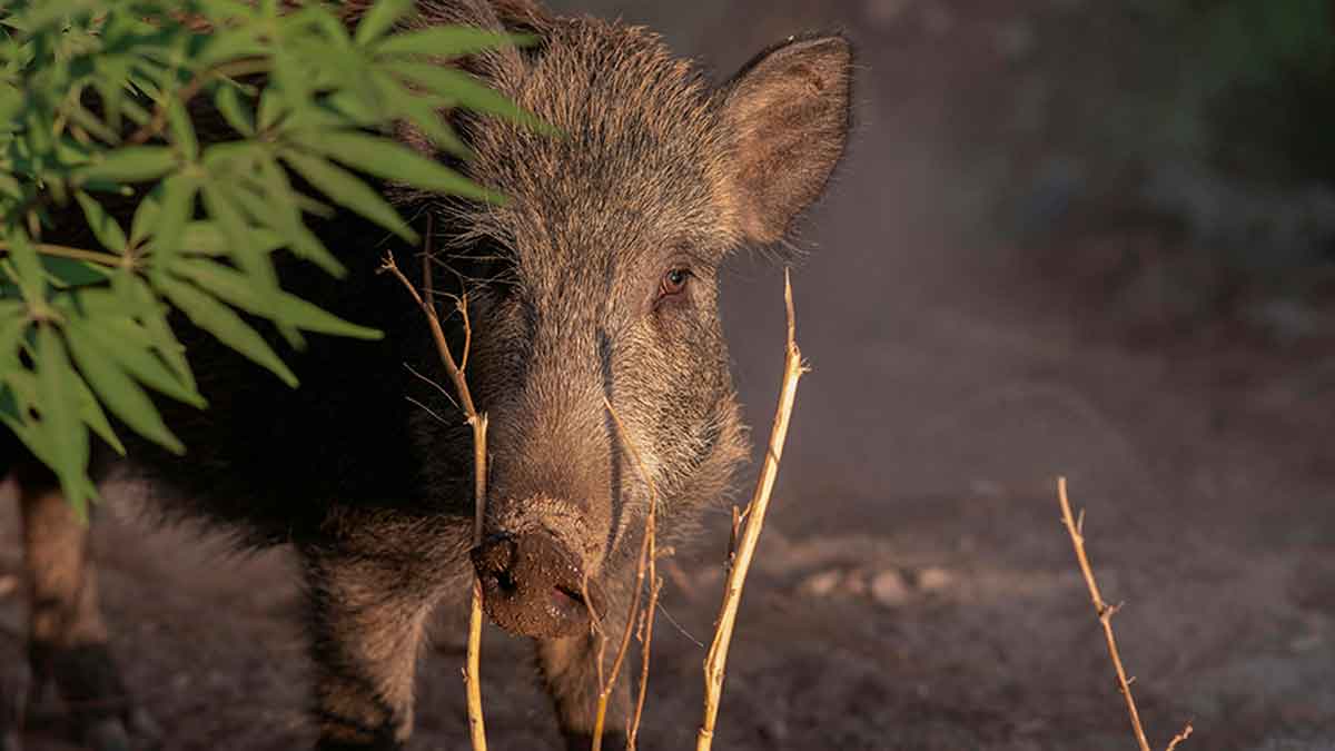 Jabalí en el monte andaluz, una de las especies incluidas en el control de predadores cinegéticos